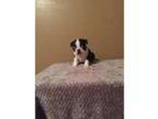 Boston Terrier Puppy for sale in Seligman, MO, USA