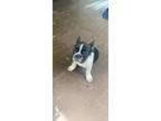 French Bulldog Puppy for sale in Lake Grove, NY, USA