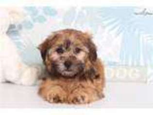 Shorkie Tzu Puppy for sale in Fort Myers, FL, USA