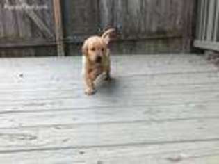 Golden Retriever Puppy for sale in Camden, OH, USA