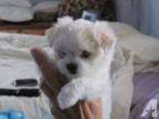 Maltese Puppy for sale in MEDFORD, OR, USA