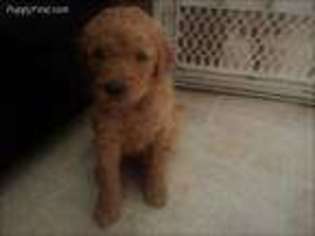 Labradoodle Puppy for sale in Riggins, ID, USA
