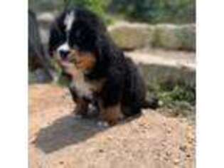 Bernese Mountain Dog Puppy for sale in Dripping Springs, TX, USA