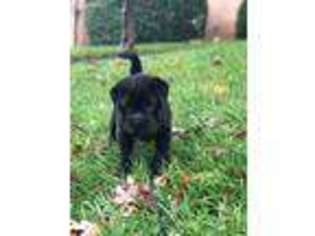 Mutt Puppy for sale in Reisterstown, MD, USA