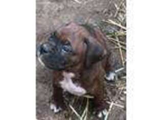 Boxer Puppy for sale in Angola, IN, USA