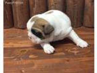 French Bulldog Puppy for sale in Yuma, AZ, USA