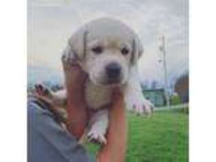 Labrador Retriever Puppy for sale in Rowe, VA, USA