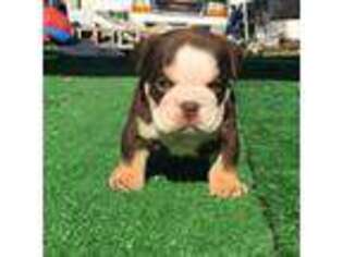 Bulldog Puppy for sale in New Castle, PA, USA