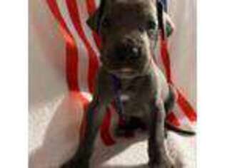 Great Dane Puppy for sale in Astor, FL, USA