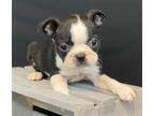 Boston Terrier Puppy for sale in Sullivan, IL, USA