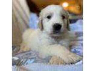 Goldendoodle Puppy for sale in Tolleson, AZ, USA