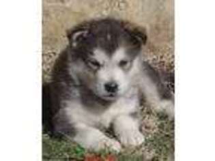 Alaskan Malamute Puppy for sale in Stillwater, OK, USA