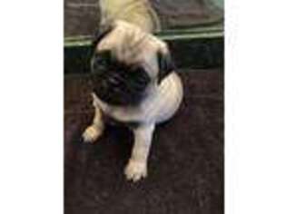 Pug Puppy for sale in West Point, VA, USA