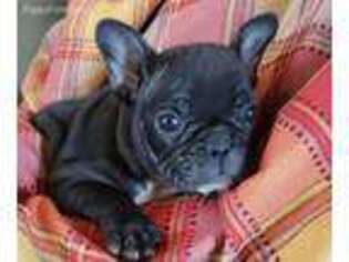 French Bulldog Puppy for sale in Cattaraugus, NY, USA
