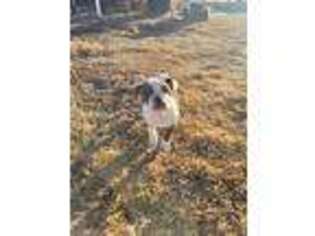 Olde English Bulldogge Puppy for sale in Baird, TX, USA