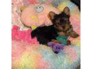 Yorkshire Terrier Puppy for sale in Brooklyn, NY, USA