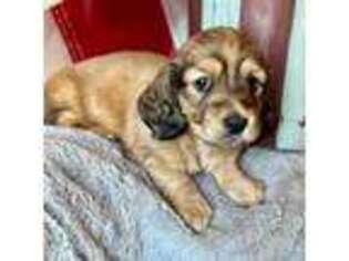 Dachshund Puppy for sale in Stoutland, MO, USA