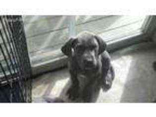 Great Dane Puppy for sale in Anderson, CA, USA