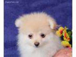 Pomeranian Puppy for sale in Stevens, PA, USA