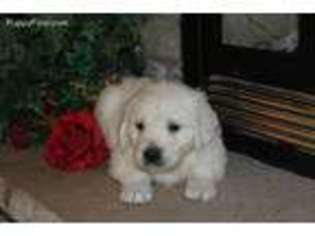 Golden Retriever Puppy for sale in Belle Plaine, MN, USA