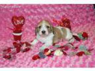 Dachshund Puppy for sale in Pen Argyl, PA, USA