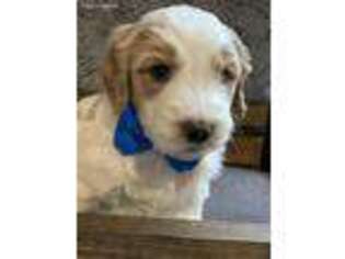 Goldendoodle Puppy for sale in Zeeland, MI, USA