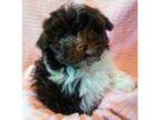 Havanese Puppy for sale in Hager City, WI, USA