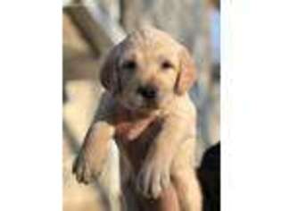 Labradoodle Puppy for sale in Buffalo, MN, USA