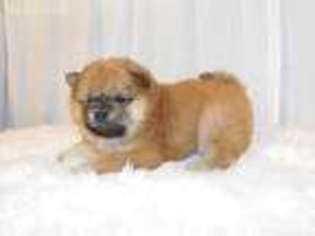 Chow Chow Puppy for sale in Riverside, CA, USA