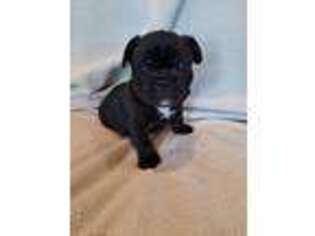 French Bulldog Puppy for sale in Allegan, MI, USA