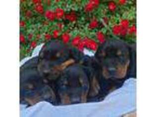 Doberman Pinscher Puppy for sale in Montpelier, VA, USA