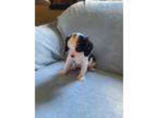 Cavalier King Charles Spaniel Puppy for sale in Satsuma, FL, USA