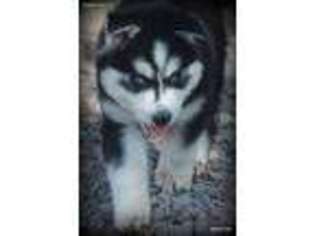 Siberian Husky Puppy for sale in Lone Wolf, OK, USA