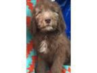 Goldendoodle Puppy for sale in Kaufman, TX, USA