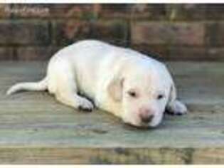 Labrador Retriever Puppy for sale in Lafayette, AL, USA