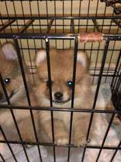 Pomeranian Puppy for sale in Melville, NY, USA