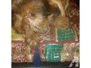 Yorkshire Terrier Puppy for sale in MC FARLAND, CA, USA