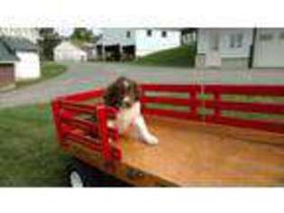 English Shepherd Puppy for sale in Sugarcreek, OH, USA