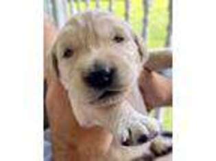 Golden Retriever Puppy for sale in Shady Spring, WV, USA
