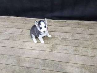 Siberian Husky Puppy for sale in Cherry Valley, IL, USA