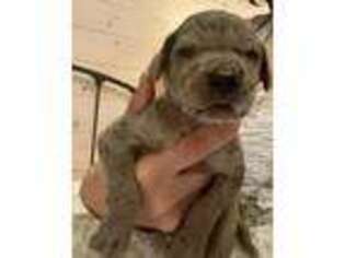 Great Dane Puppy for sale in Southington, CT, USA