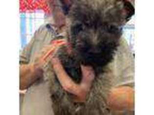 Cairn Terrier Puppy for sale in Leonard, TX, USA