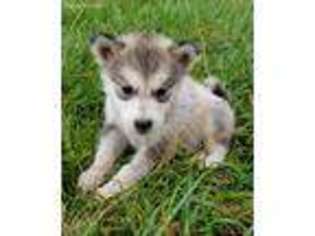 Alaskan Malamute Puppy for sale in Bushnell, IL, USA