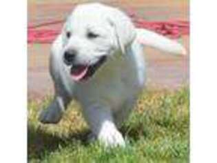 Labrador Retriever Puppy for sale in Fort Mitchell, KY, USA
