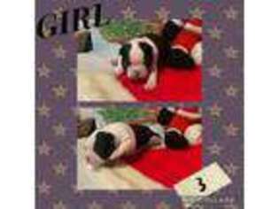 Boston Terrier Puppy for sale in Corry, PA, USA