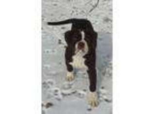 Alapaha Blue Blood Bulldog Puppy for sale in Tahlequah, OK, USA
