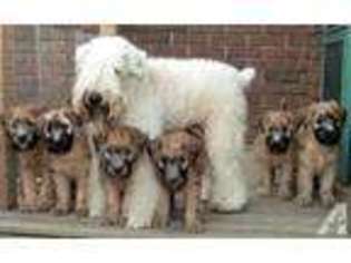 Soft Coated Wheaten Terrier Puppy for sale in TEMECULA, CA, USA