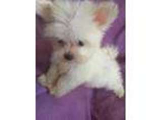 Maltese Puppy for sale in Pittsburg, TX, USA