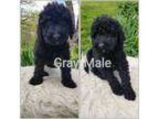 Goldendoodle Puppy for sale in Macks Creek, MO, USA