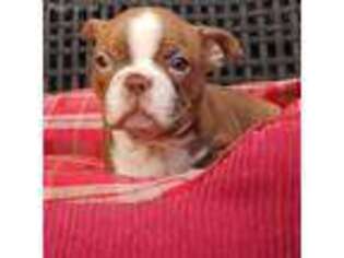Boston Terrier Puppy for sale in Gilbert, SC, USA
